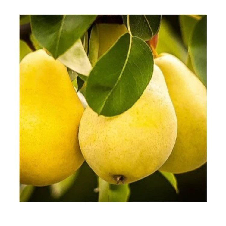 نهال گلابی بیروتی