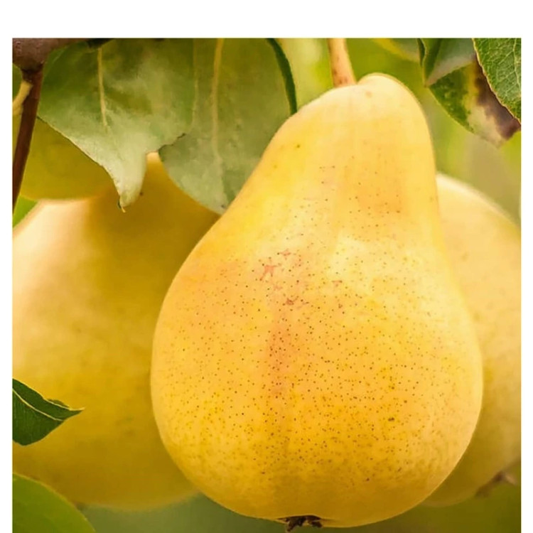 نهال گلابی بیروتی