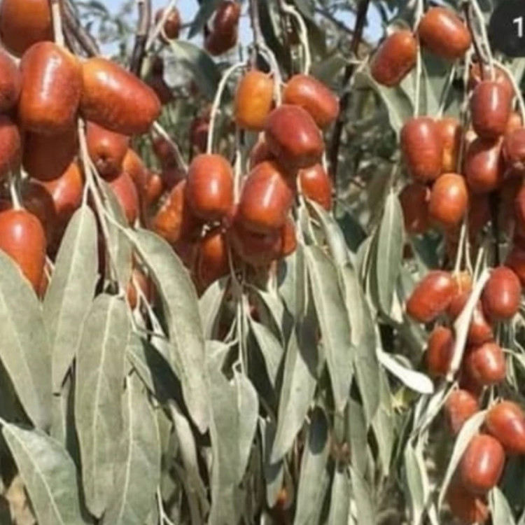 نهال اصلاح شده سنجد حاج حسینی