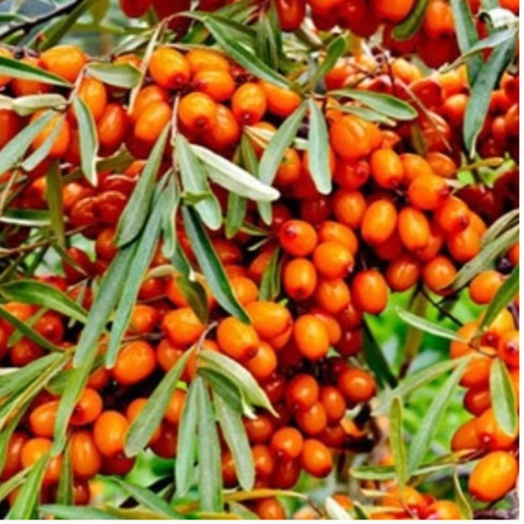 نهال اصلاح شده سنجد حاج حسینی