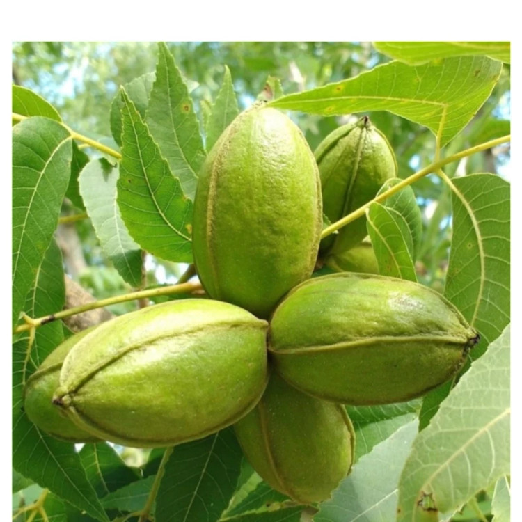 گردو پکان آمریکایی گرمسیری پس کرایه