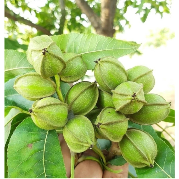 گردو پکان آمریکایی گرمسیری پس کرایه