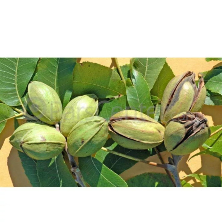 گردو پکان آمریکایی گرمسیری پس کرایه
