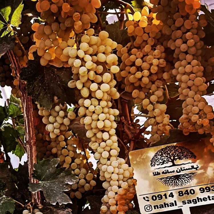 نهال انگور زرد بیدانه
