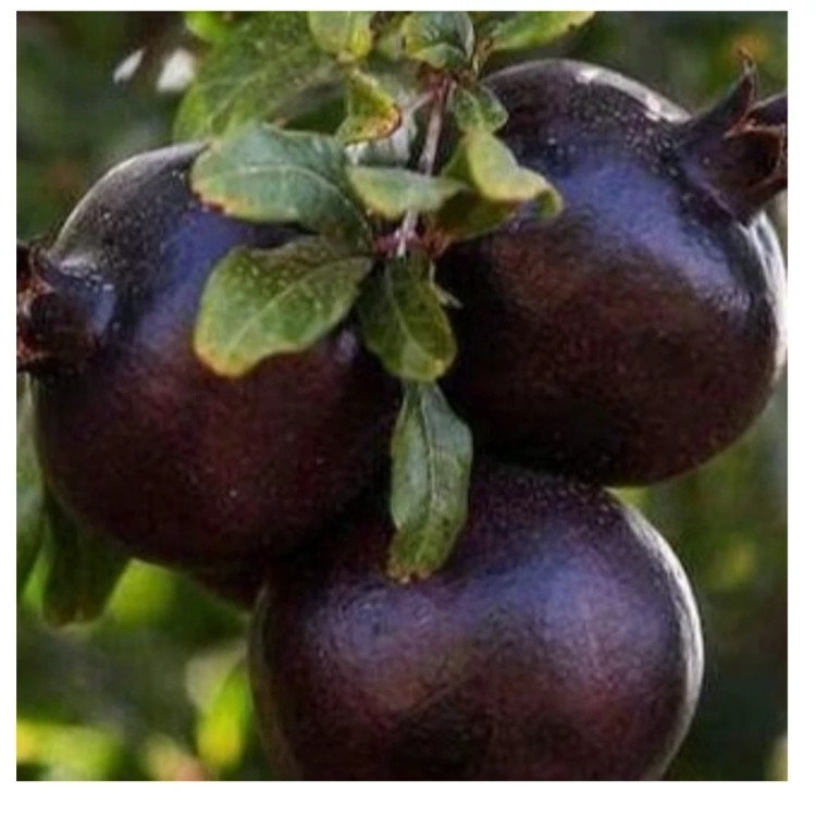 نهال انار پوست سیاه دوساله (حداقل ارسال 4 عدد) پسکرایه