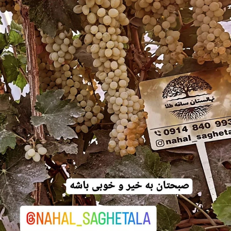 نهال انگور زرد بیدانه