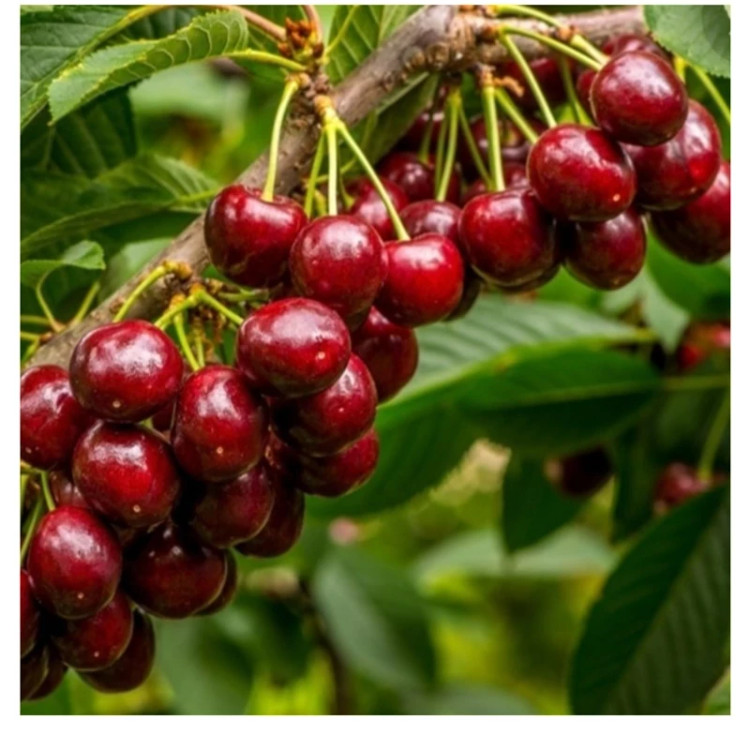 نهال گیلاس خوشه ای فرانسوی دوساله