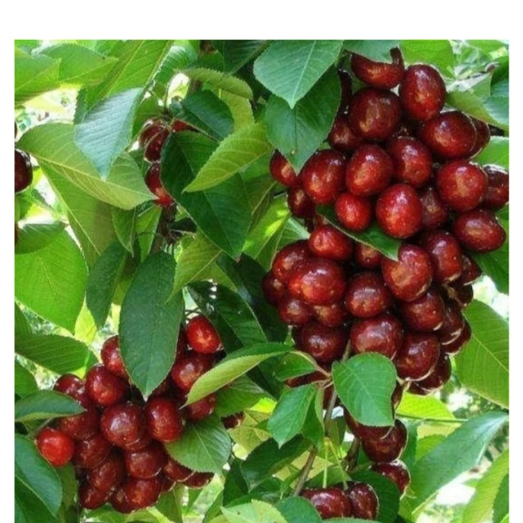 نهال گیلاس خوشه ای فرانسوی دوساله