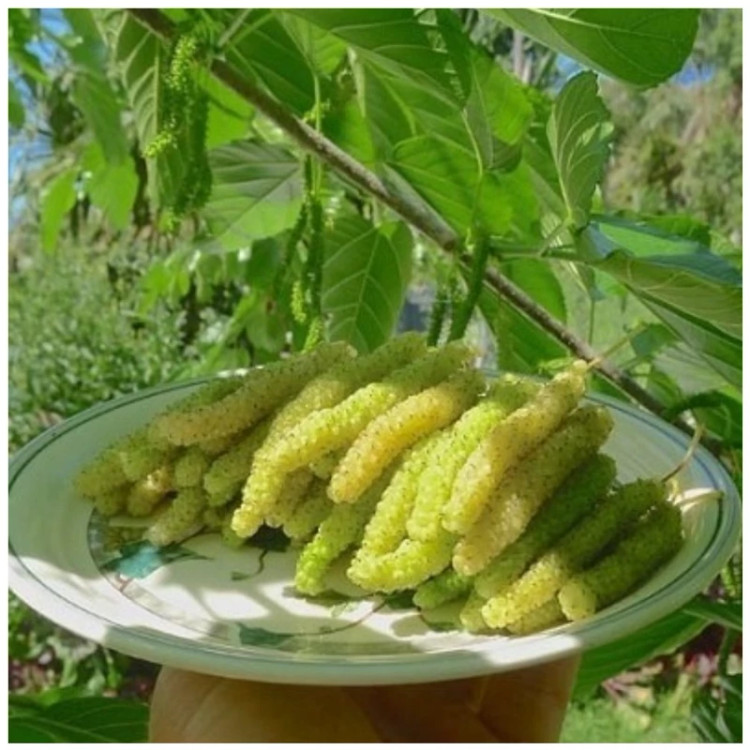 نهال توت موزی زرد