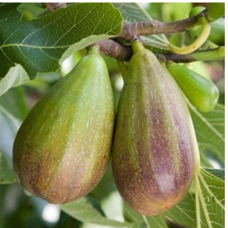 نهال انجیر گلابی