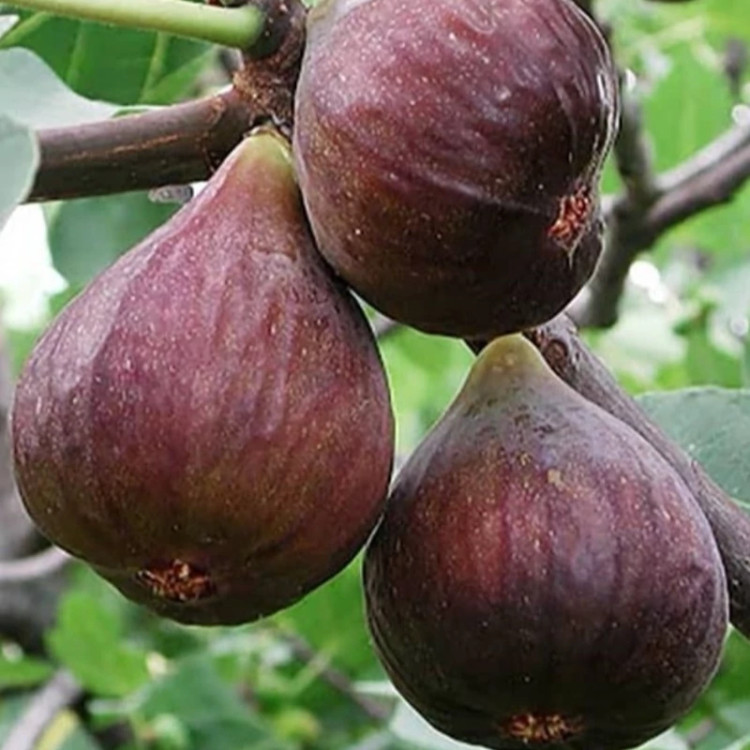 نهال انجیر گلابی