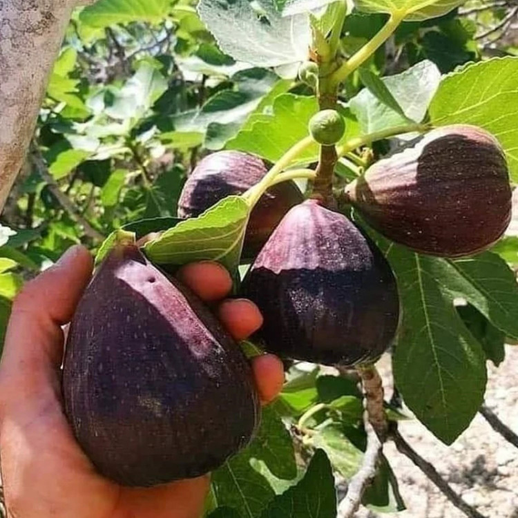 نهال انجیر گلابی
