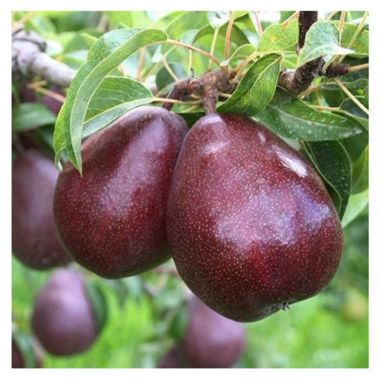 نهال گلابی ردآنجو