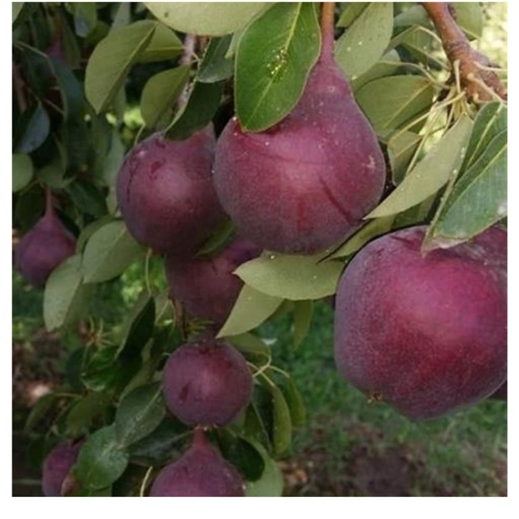 نهال گلابی ردآنجو