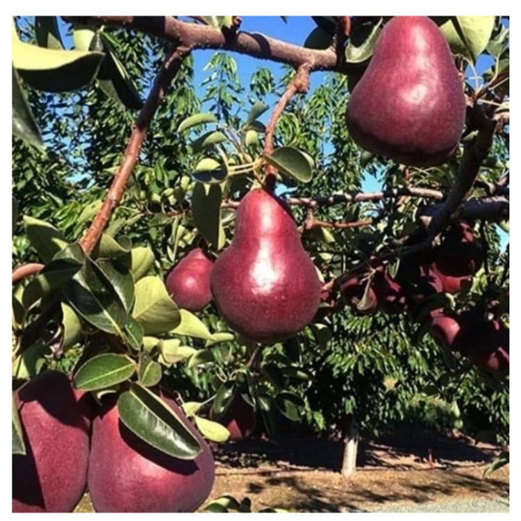 نهال گلابی ردآنجو