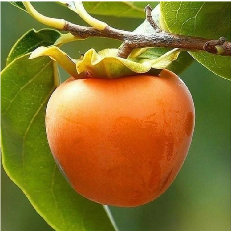 نهال خرمالو سیبی(ژاپنی)دو ساله (حداقل ارسال 5 عدد) پسکرایه
