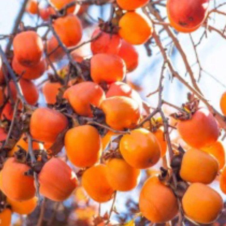 نهال خرمالو سیبی(ژاپنی)دو ساله (حداقل ارسال 5 عدد) پسکرایه