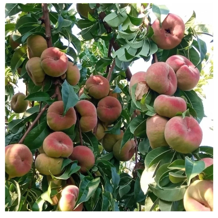 نهال هلو انجیری زعفرانی دو ساله
