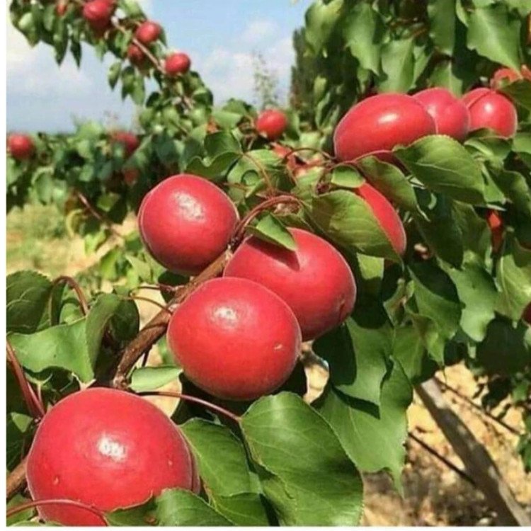 نهال زردآلو قرمز پیوندی