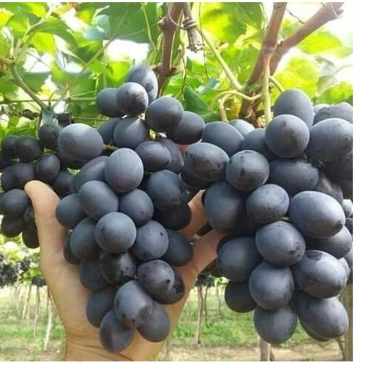 نهال انگور بلک سیدلیس