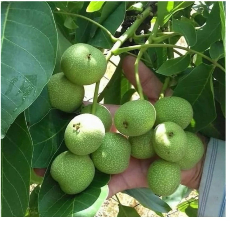 گردو ژنوتیب برتر پیوندی