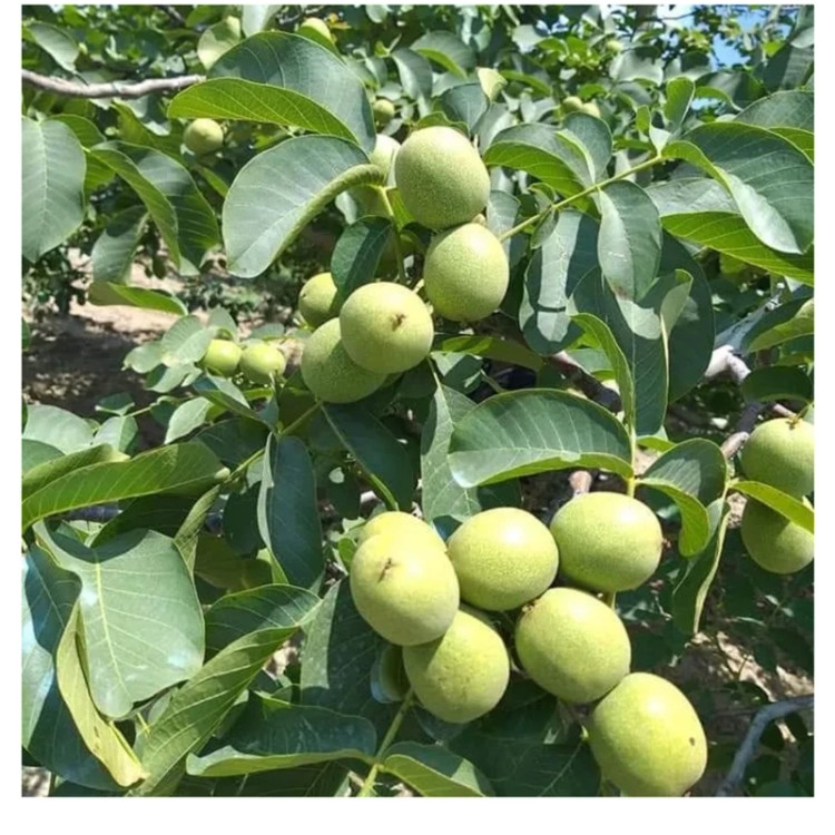گردو ژنوتیب برتر پیوندی