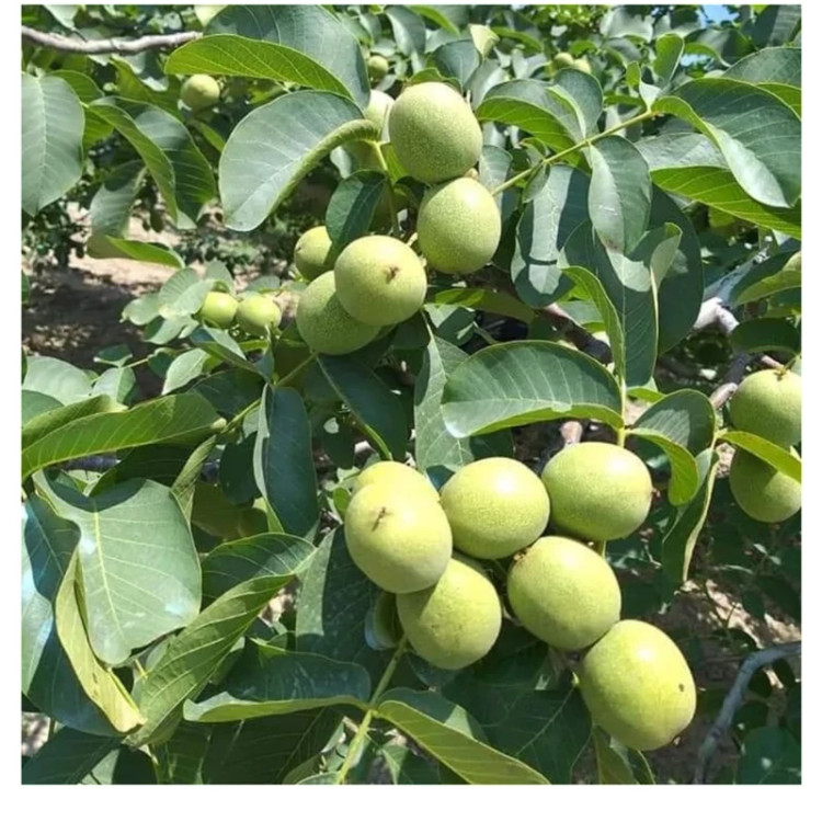 گردو ژنوتیب برتر پیوندی