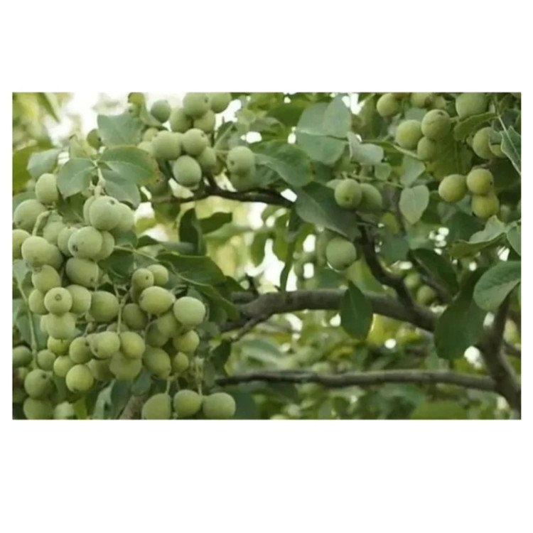 گردو ژنوتیب برتر پیوندی