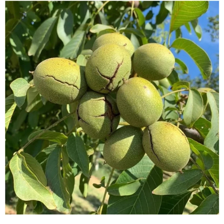 گردو ژنوتیب برتر پیوندی