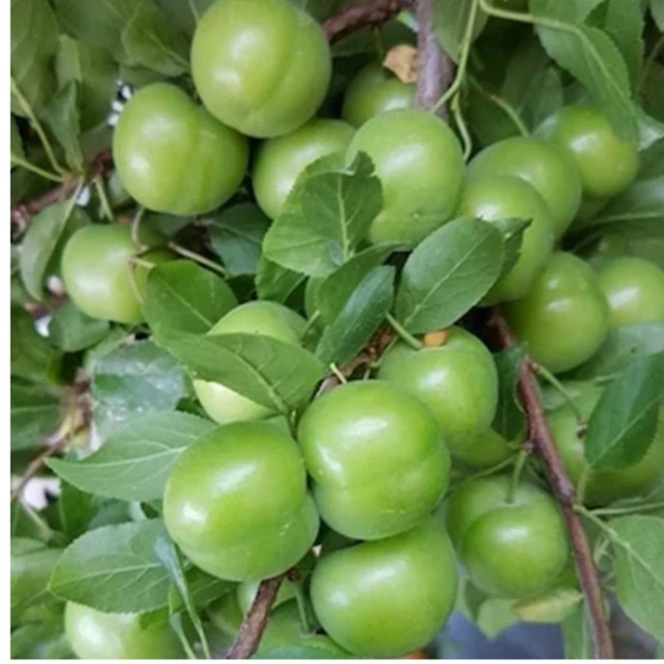 نهال آلوچه(گوجه سبز) ارسال تمامی نهال ها به صورت پس کرایه.حداقل ارسال 4عدد