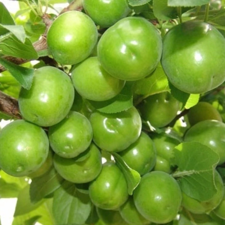 نهال آلوچه(گوجه سبز) ارسال تمامی نهال ها به صورت پس کرایه.حداقل ارسال 4عدد