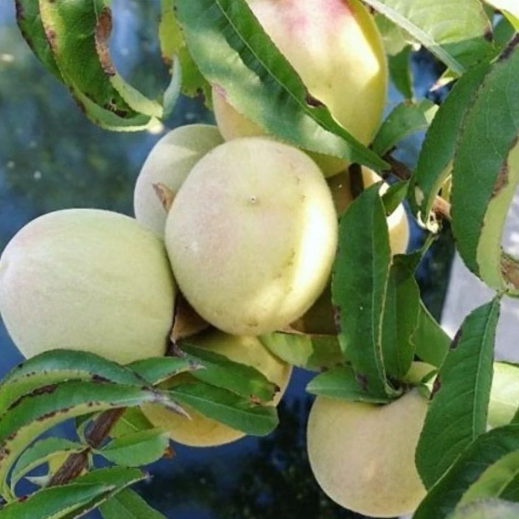 نهال شلیل سفید