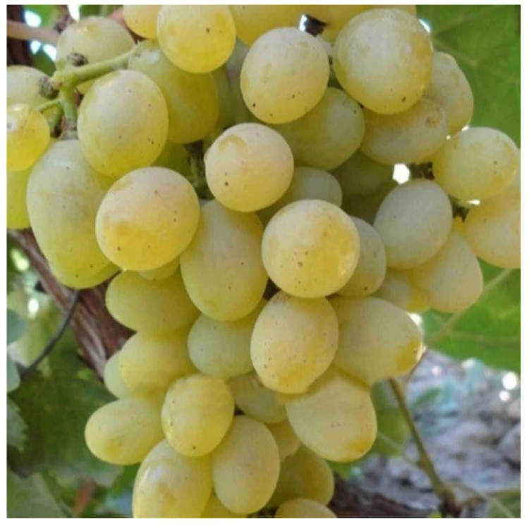 نهال انگور لعل حسینی(حداقل ارسال 4 عدد) پسکرایه