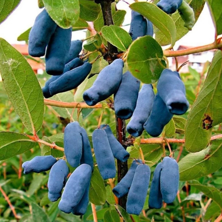 نهال هانی بری