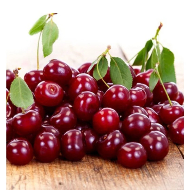 نهال آلبالو گیسی