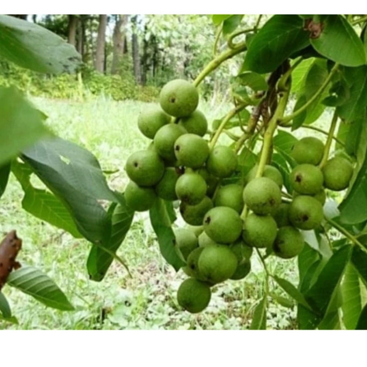 گردو خوشه ای پیوندی