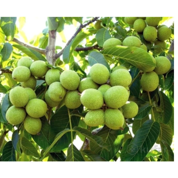 گردو خوشه ای پیوندی
