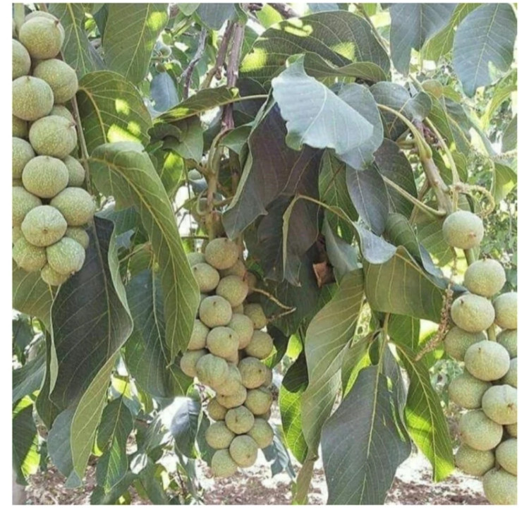 گردو خوشه ای پیوندی