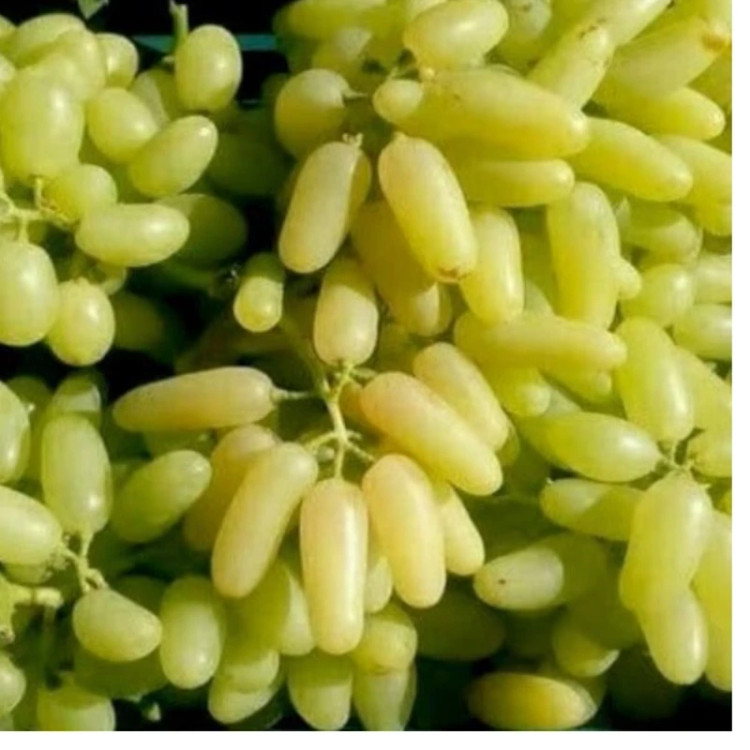 نهال انگور ریش بابا( حداقل ارسال 4 عدد)