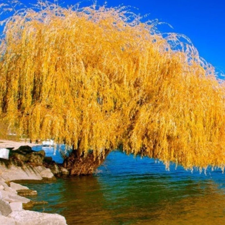 نهال بید مجنون زرد