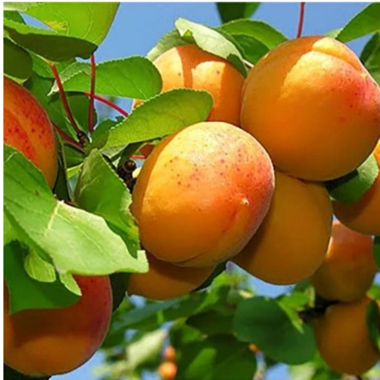 نهال زردآلو نصیری