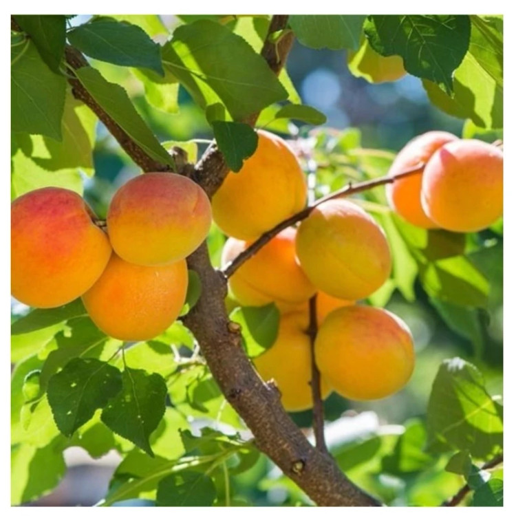 نهال زردآلو نصیری