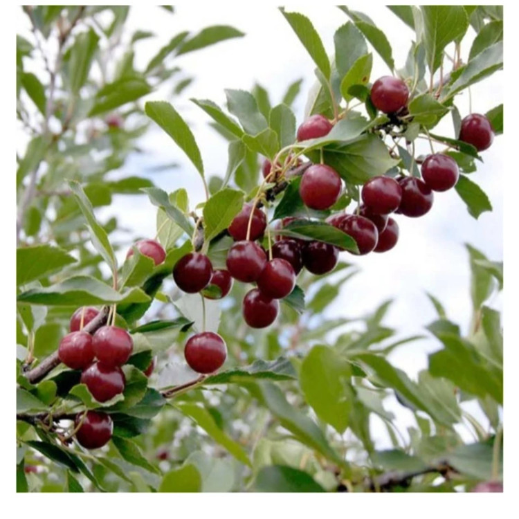 نهال آلبالو مجارستانی (پس کرایه)