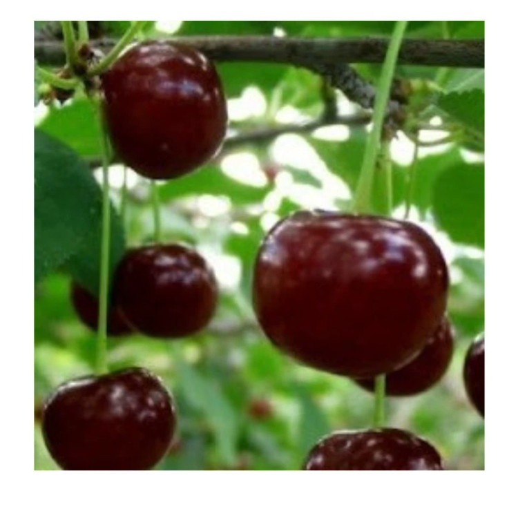 نهال آلبالو مجارستانی (پس کرایه)