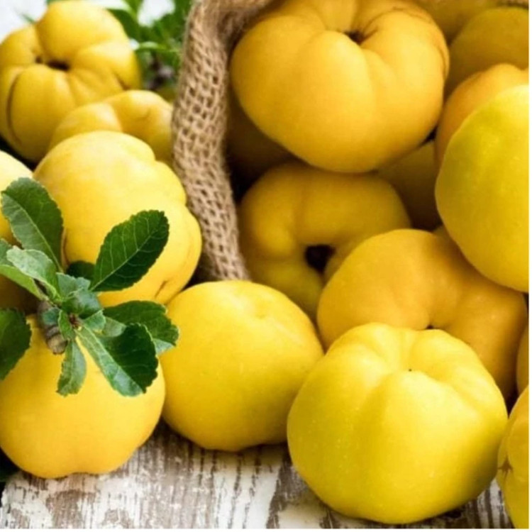 نهال به نطنز اصفهان حداقل ارسال 4 عدد (پس کرایه)