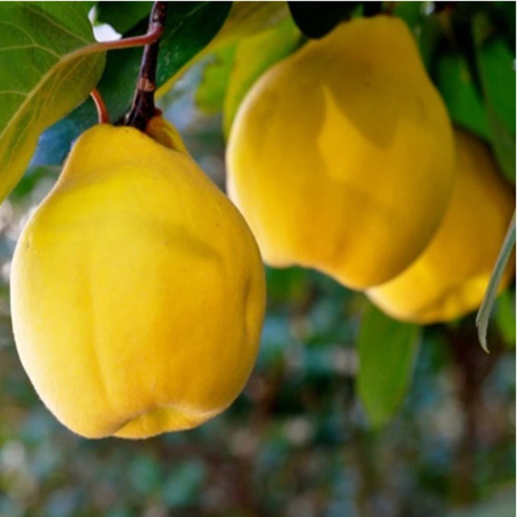 نهال به نطنز اصفهان حداقل ارسال 4 عدد (پس کرایه)