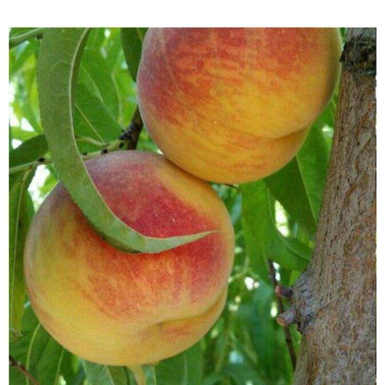 نهال هلو آلبرتا دیررس دوساله