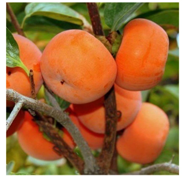 نهال خرمالو گوجه ای