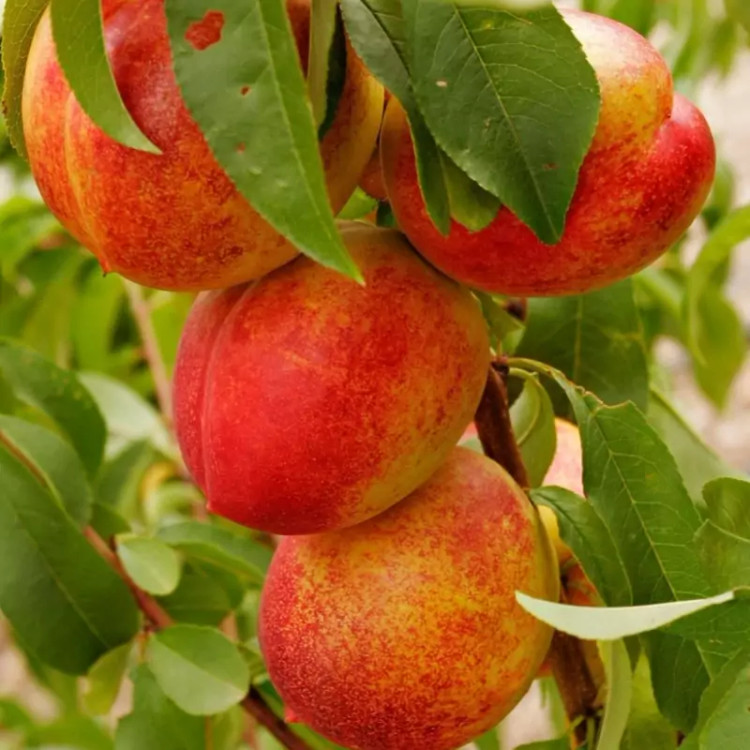 نهال شلیل شمس