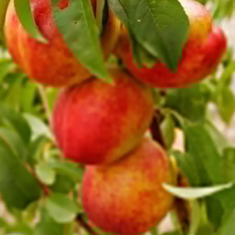 نهال شلیل شمس